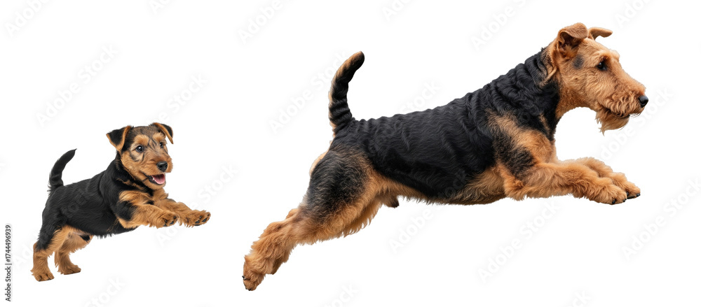 Fototapeta premium An adult Welsh Terrier and a playful puppy are captured in mid-jump, showcasing their energy and bond. Both dogs are isolated on a white background, highlighting their features and movement.