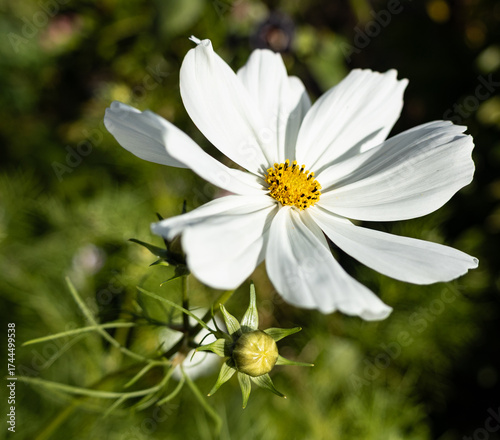 white  flower