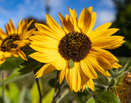 shield beetle on sunflower