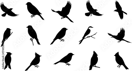 Black bird silhouettes collection. Vector graphic set of various bird species, flying and perched, isolated on a white background. Nature and wildlife icons.