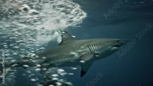 Thrilling Underwater Encounter: Divers Face Majestic Sharks in Crystal Blue Ocean Depths