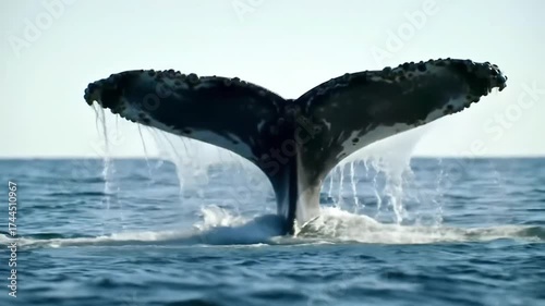Majestic Humpback Whale Tail Fluke Dive into Ocean Waters, Majestic Marine Mammal Display