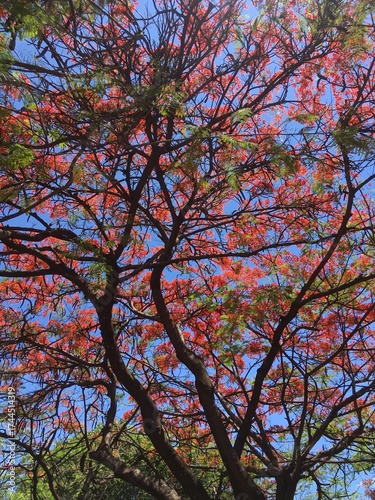 tree in autumn
