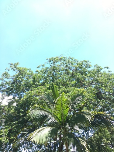 palm tree and blue sky