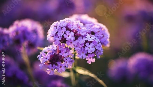 close up verbena bonariensis flower