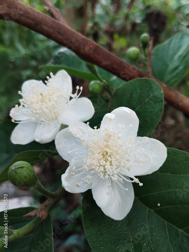 Crystal guava flower