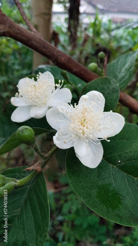 Crystal guava flower