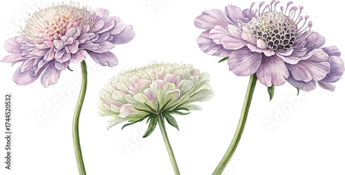 Scabiosa Flowers Watercolor