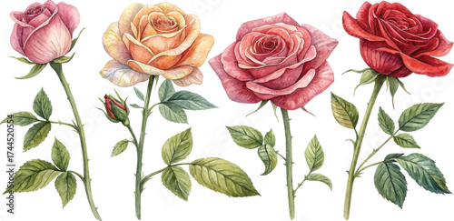 Watercolor Roses