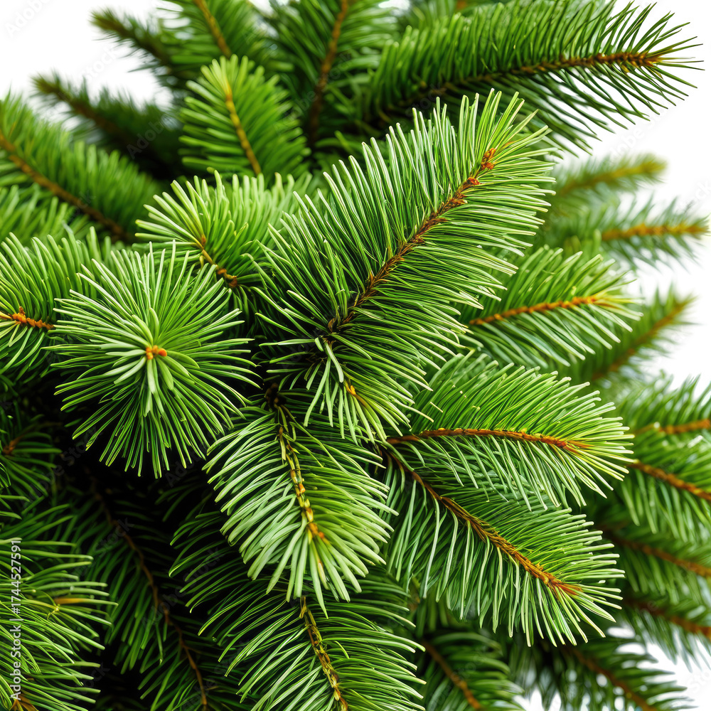 Fototapeta premium Close-up of vibrant green evergreen needles. Detailed texture, perfect for nature themes