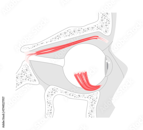 Levator palpebrae superioris and Inferior oblique - Human eye muscle chart responsible for extorsion and upward eye movement, essential for medical reference and anatomical education.