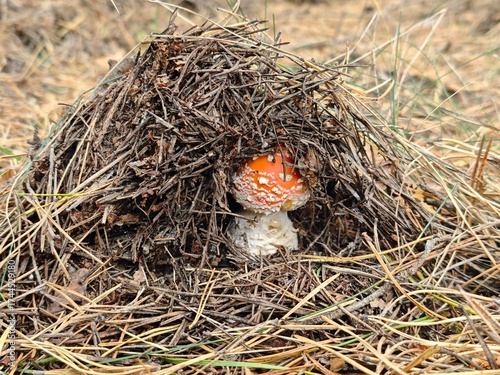 Vibrant red fly agaric mushroom (Amanita muscaria) emerging through a carpet of pine needles in a forest setting. 