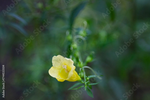 Yellow wildflower with bokeh green background closeup