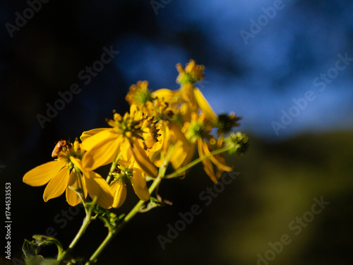 Yellow wildflowers with bokeh in blue