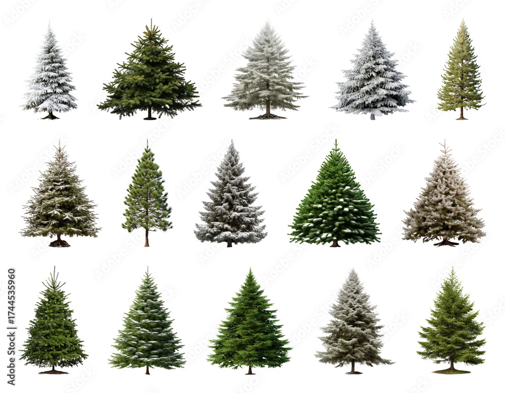 Fototapeta premium PNG Diverse evergreen trees collection, element set on transparent background