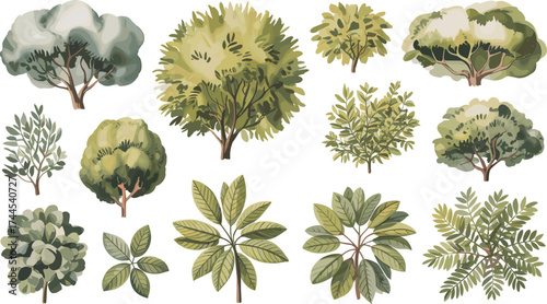 Botanical studies illustration, green trees and leaves collection, natural foliage design, eco friendly garden vector artwork