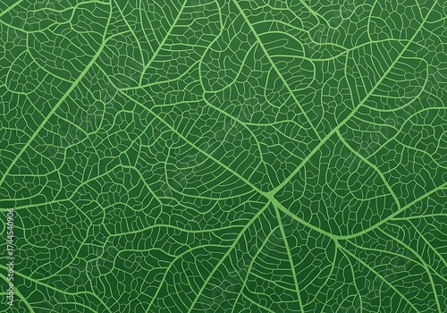 Verdant Leaf Veins: An Intricate Network of Chlorophyll Pathways Displaying Green Vitality