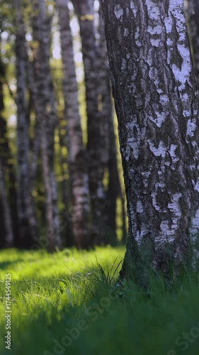 Wallpaper Mural Sunlight Filters Through A Grove Of Birch Trees, Illuminating Their White Trunks And The Lush Green Grass Below. Peaceful And Serene Forest Scene. Vertical Torontodigital.ca