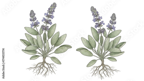Two detailed botanical illustrations of a flowering sage plant with leaves, purple blossoms, and exposed roots.