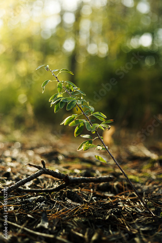 A forest plant with green leaves is slightly illuminated by sunlight.