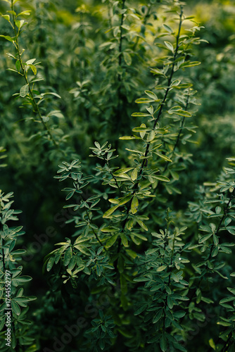A forest plant with green leaves is slightly illuminated by sunlight.