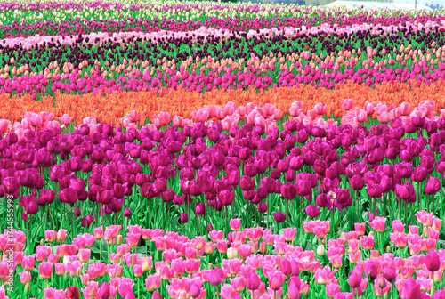 Tapestry of tulip flowers Skagit Valley tulip fields Washington film