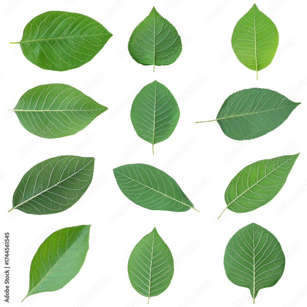 Fototapeta premium Green leaf set isolated on transparency background natural foliage botanical collection fresh organic nature plant calm peaceful