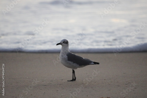 seagull on the beach
