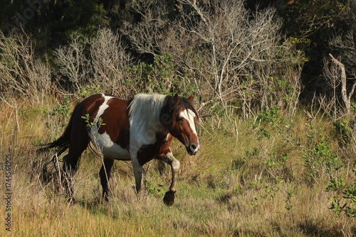 horse and foal