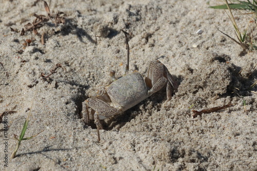 crab in the ground