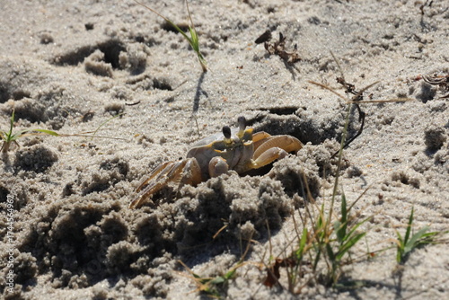crab in the sand