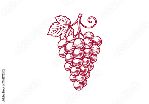 Grape hand drawn simple engraved vector illustration