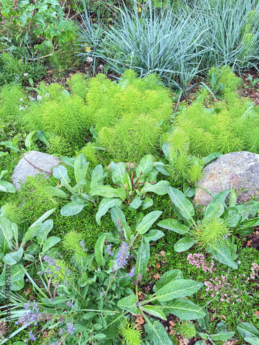California native green garden plants