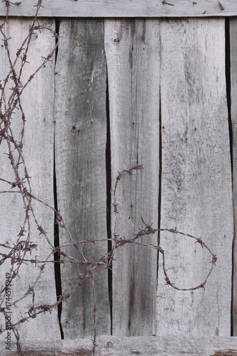Old aged weathered natural grey wooden shack wall boarding planks, large textured rustic grungy vertical taupe tan barbwires background closeup rusty broken barbed wires pattern dirty wreck copy space