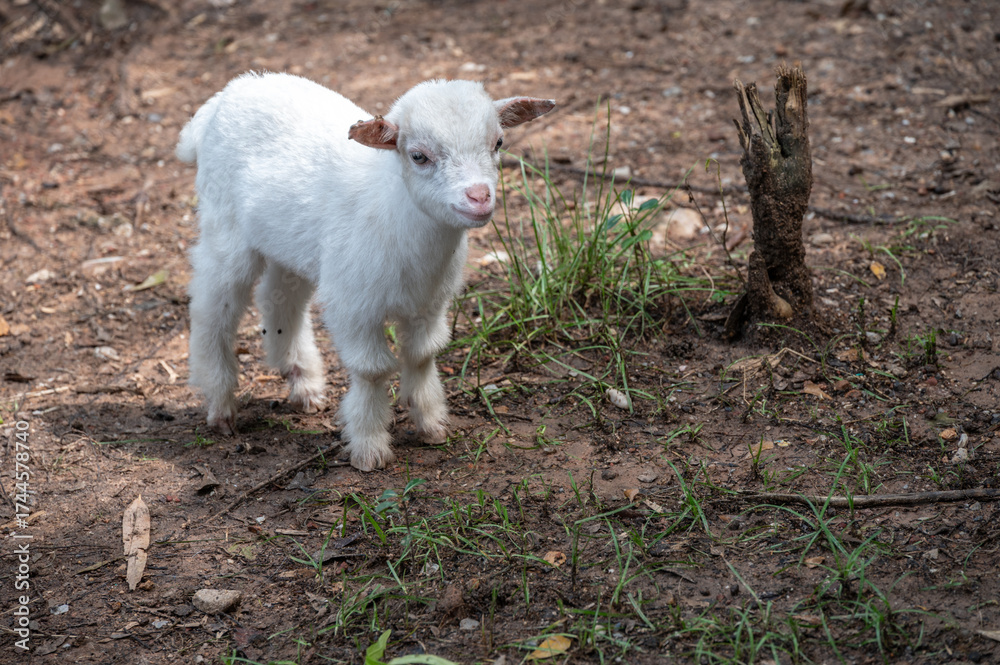Obraz premium A cute baby goat in nature. Goat is related to the sheep, the goat is lighter of build, has horns that arch backward, a short tail, and straighter hair.