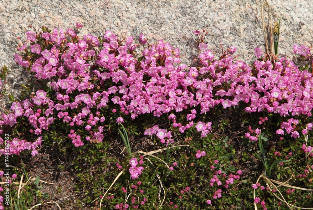 Obraz premium Swamp Laurel (Kalmia microphylla) pink wildflowers in Beartooth Mountains, Montana