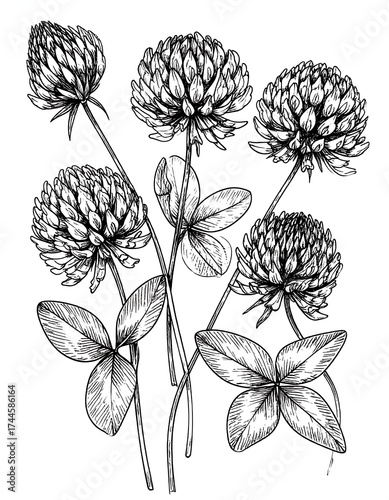 Detailed black and white drawing of clover blossoms