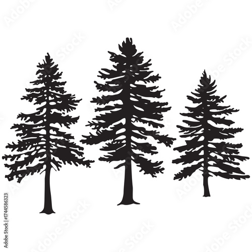 Three tall evergreen pine trees silhouetted against a white background