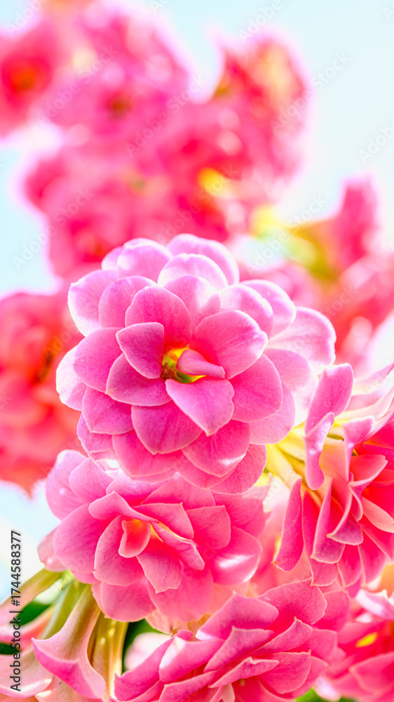 Obraz premium ピンクのカランコエの花のアップ