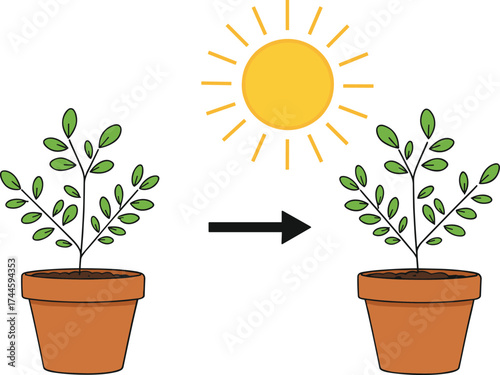 Plant growth concept, sunlight effect on plants, potted plant transformation, nature improvement, biology learning, environmental science, photosynthesis process 