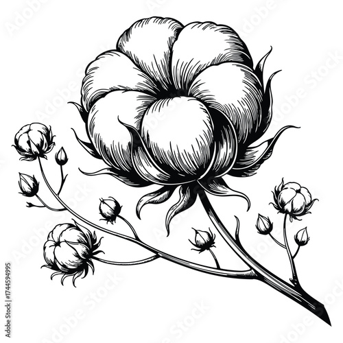 Cotton wildflower illustration in vector style isolated design element full plant name cotton for texture background wrapper border or frame