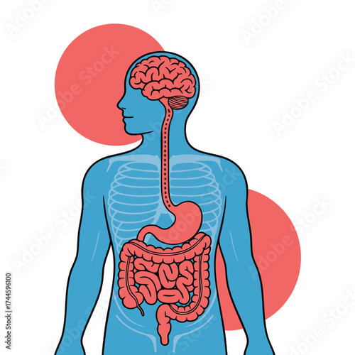 Relation of brain and intestine gut health vector flat cartoon illustration showing human connection unity of mental and digestive systems second brain concept