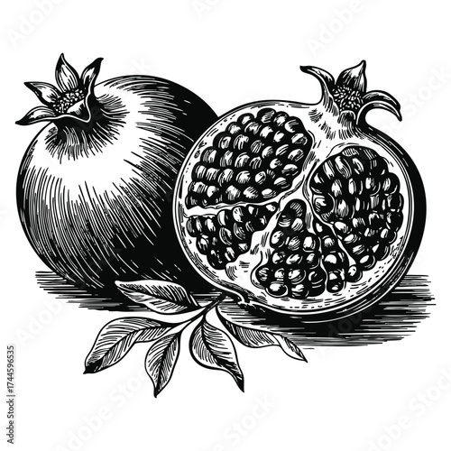 Vector illustration fruit garnet pomegranate concept hand drawn sketch style engraving collection isolated design perfect for retro vintage artwork