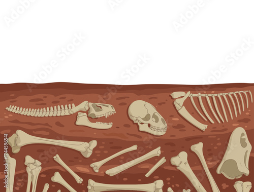 Vector illustration of archeology bones animal fossil ancient dinosaur skull and ground layers skeleton underground suitable for paleontology and educational designs