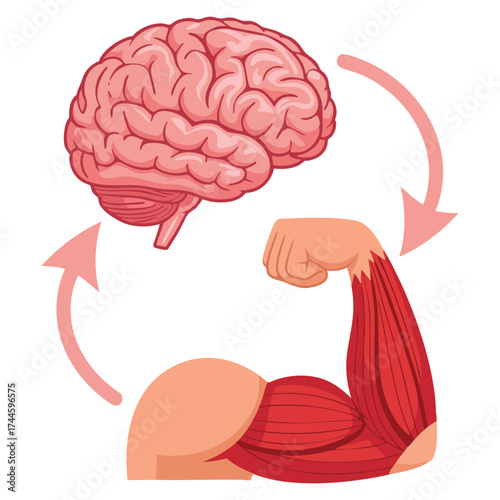 Vector illustration of brain and muscle fiber connection highlighting neuromuscular relation unity of mental and muscular growth and directional impulses