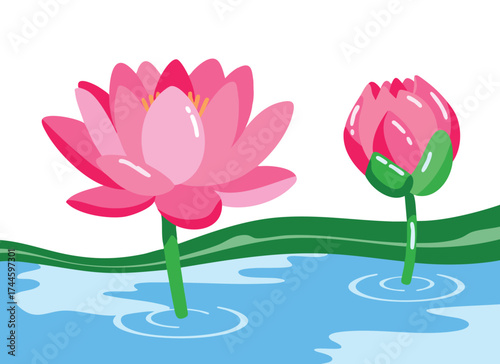 Vector illustration of two pink lotus in water isolated design element perfect for floral art peaceful meditation natural decoration or zen themes
