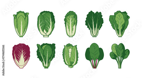 A vibrant vector illustration showcases a diverse collection of fresh, healthy vegetables, including various types of lettuce and leafy greens, perfect for culinary and dietary themes.
