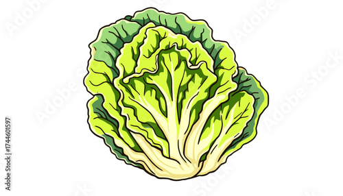 An isolated vector illustration of a fresh and vibrant head of lettuce, perfect for culinary designs, healthy eating promotions, or educational materials on vegetables.