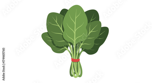 A fresh bunch of green spinach leaves, tied with a red band, presented as a vibrant vector illustration on a clean white background.