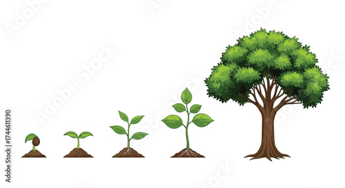 Visual depiction of a plant's growth stages from a tiny seedling to a mature tree over time.